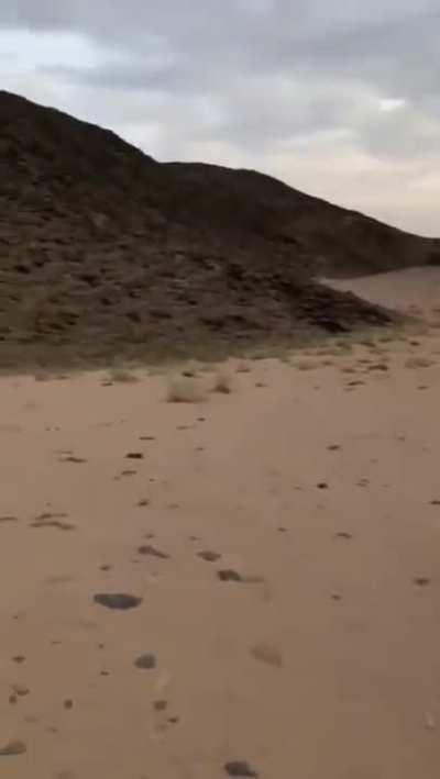 This dude found a thirsty wolf in the desert