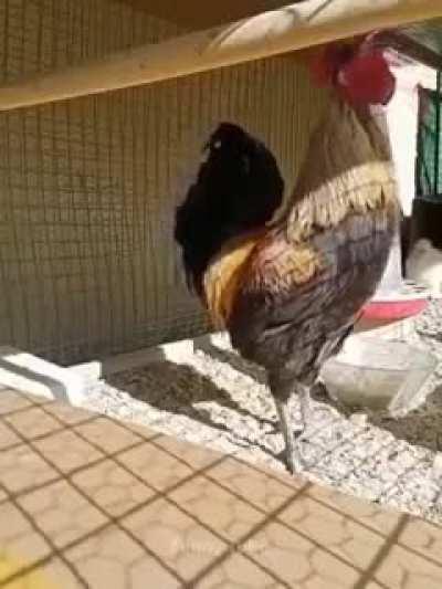 Vendo galo que canta galopeira