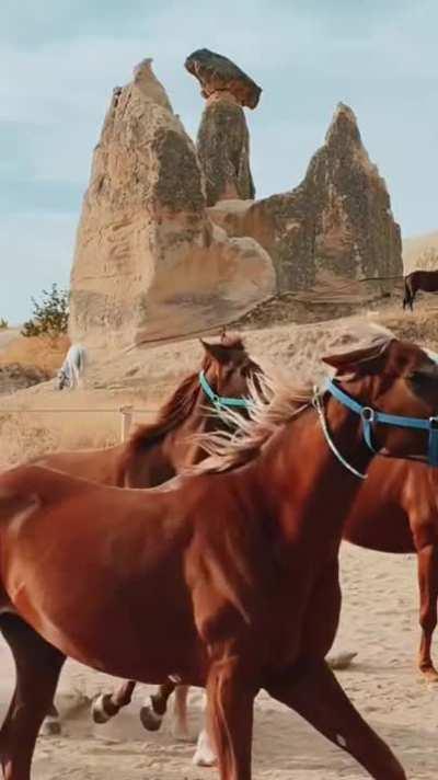 Influencer walks in front of running horses and nearly gets trampled