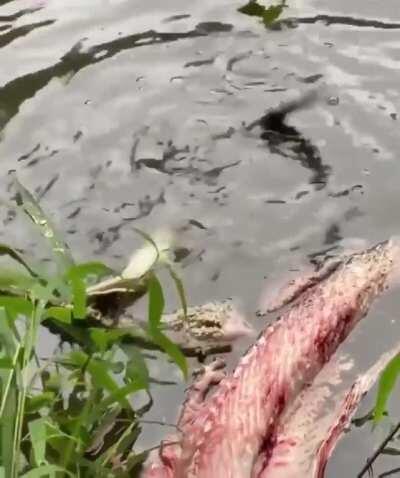🔥 Baby gator testing out a deathroll