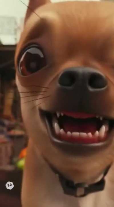 Ice chasing Mexican dogs