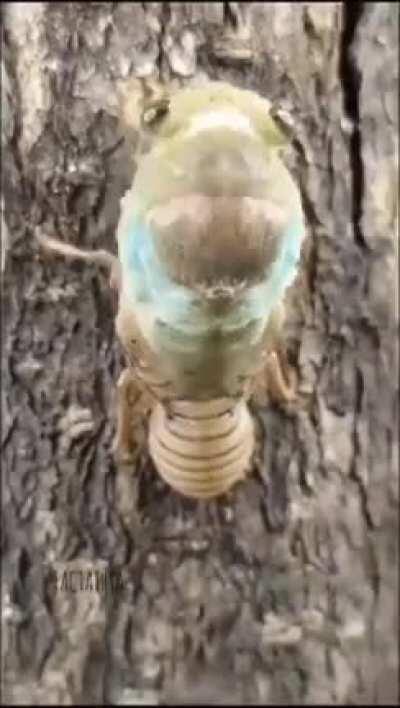 🔥 Alien-like transformation: Cicada shedding its exoskeleton