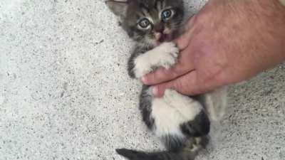 Not my kitten trying to go on a helicopter ride