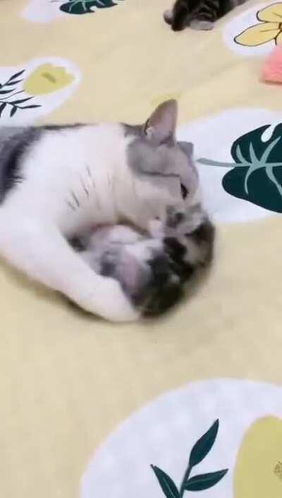 Mama cat hugs sleeping kitten