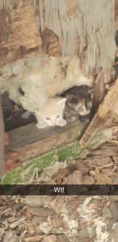 Criminals attempting prison escape