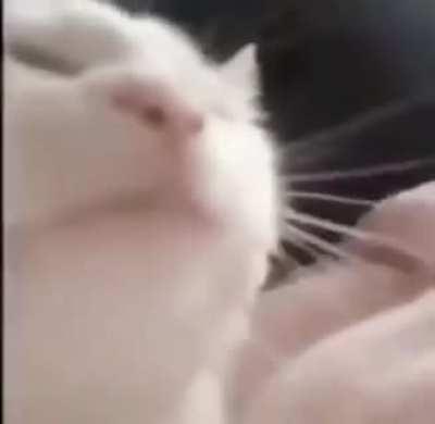 felt like posting the full video of catJAM 👉👈