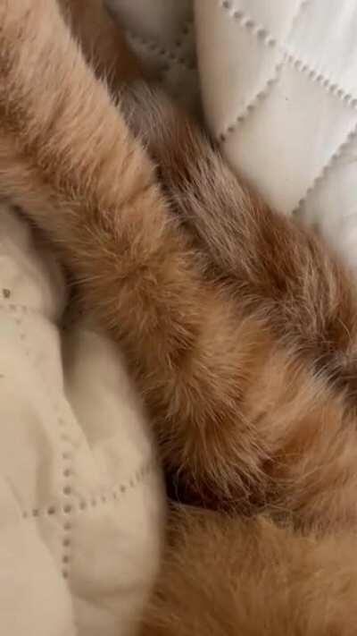 Volume up 🎤snoring boi napping 💤