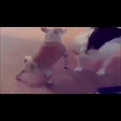 Hey you Pipipopo check