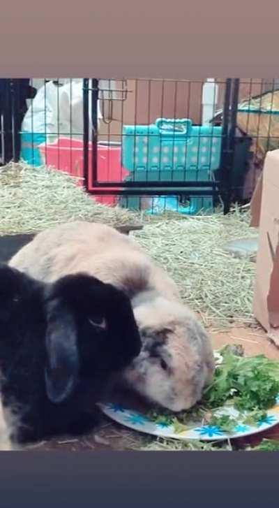 My name is Spooks and I am RUDE