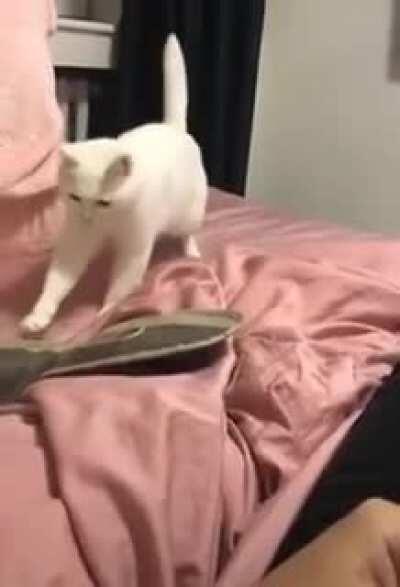 Officially holding the Guinness world record for most startles in 15 seconds. (not really)