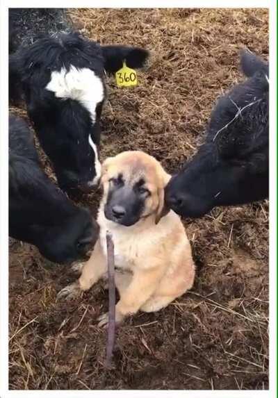 they are so gentle with little angel