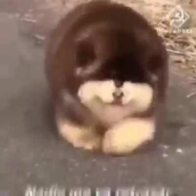 GUIBELREVIEWS - Video #7861