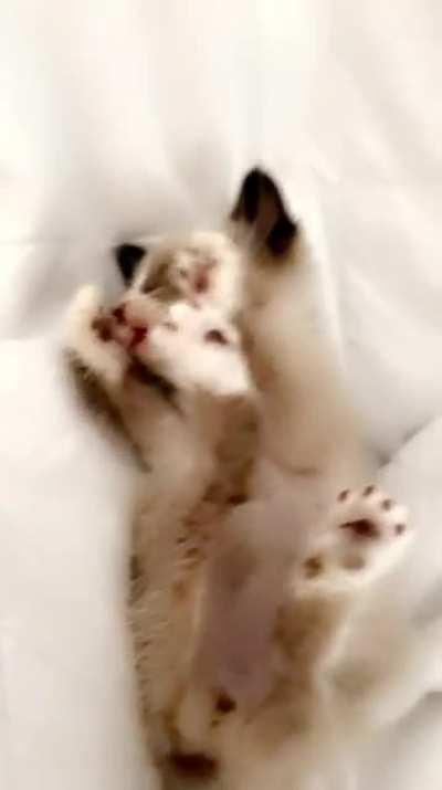 Name ideas for this little guy?