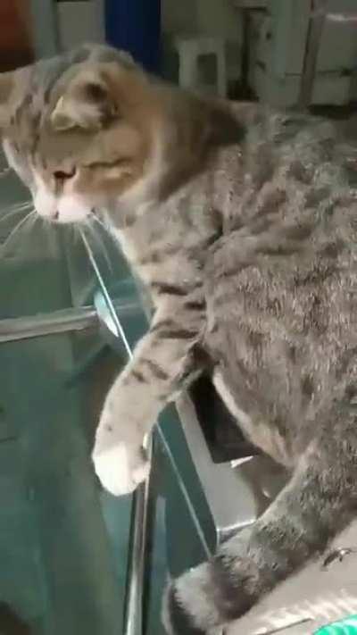 Sorry I was late to work today boss, the metro cat wouldn't let me swipe my İstanbulKart