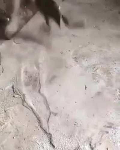 Держи краба, сопливая медуза!