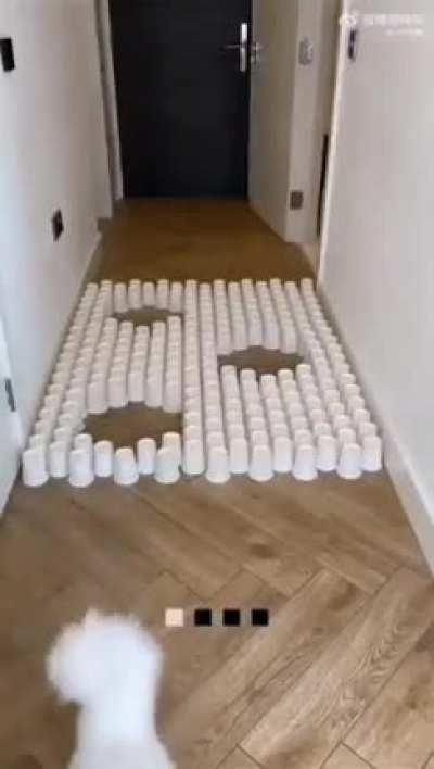 Secret Agent Cat, Codename: The Purrfessional