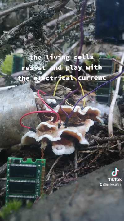 Mushroom Circuitry 