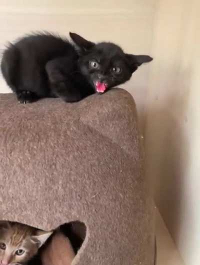 Extra spicy siblings