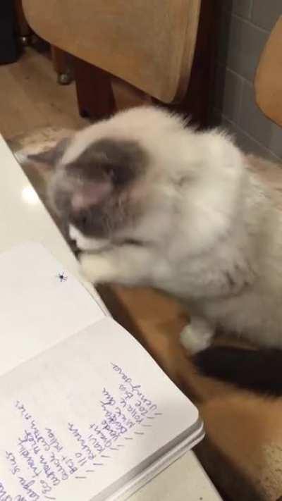 I always make sure to draw spiders when my work is being supervised by John