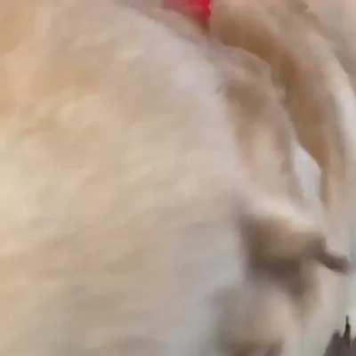 He is so much excited and doing his moves