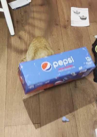 While on his adventure to find the lost brain cell, Goose encountered a trap!