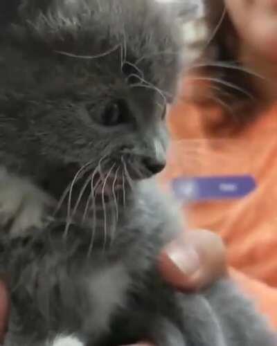 Smol kitten is very upset about going to the vet