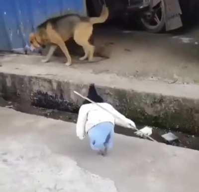 This chicken holding a stick and wearing clothes...