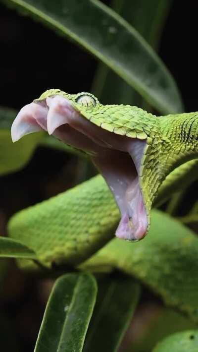 Snake yawns