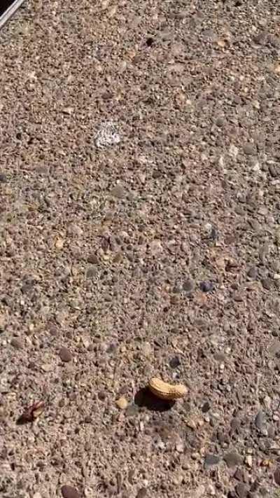 Someone (Muddy) has become very spoiled after I found at my local grocery store a seasonal bag of Walnuts, Almonds, Pecans, and Hazelnuts in the shell, and now politely refuses everything, and anything BUT something from THAT bag!! Lol ;)