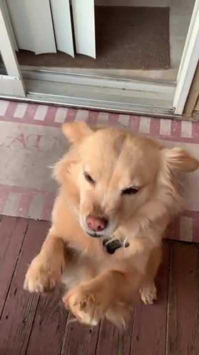 Ermahderg poking me for pets