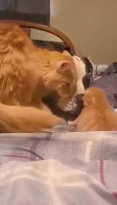 cat introducing the dog to its kitten