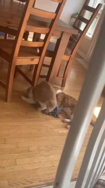 Derps like to steal clothes from the laundry basket then drool all over it