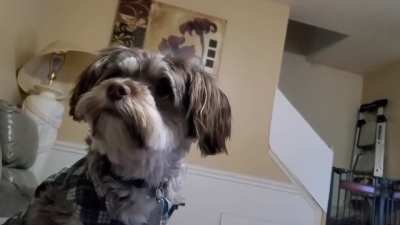 His little Royalness, damands attention....