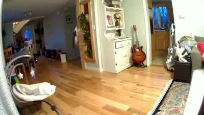 She runs up the wall multiple times a day.