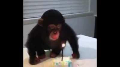 Monkey Dies inside on his birthday
