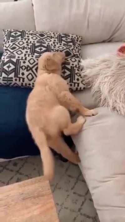 Short people problems