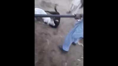 Bit late on this meme but I still thought it was funny