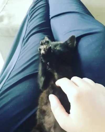 Two weeks ago I didn't think she'd make it through the night. Reddit, meet Waffle.