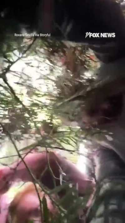 A hot air balloon carrying several riders made a rough landing in Mexico after getting tangled in a tree.