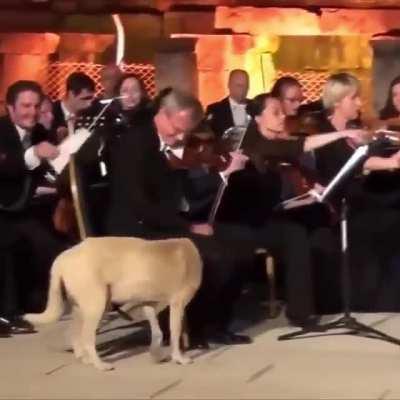 Good boy stealing the show