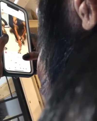 Chimpanzee casually browsing Instagram