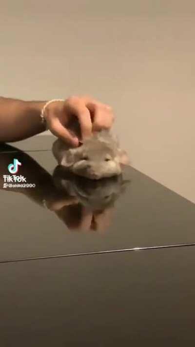 que porra é essa chinchila?