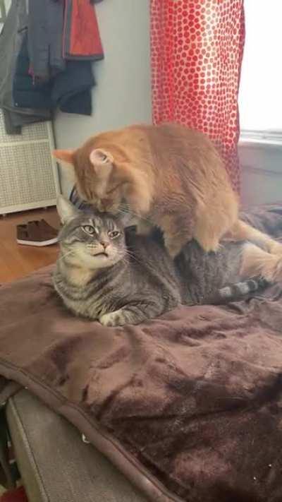 You don’t mind if I just sit on top of you, do you??? 😂😂