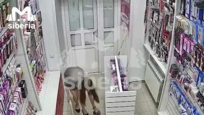 WCGW when you try to rob sex-shop