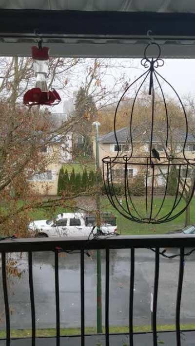 Pete the Hummingbird Hiding from Cold Vancouver BC Rain