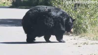 Round bear