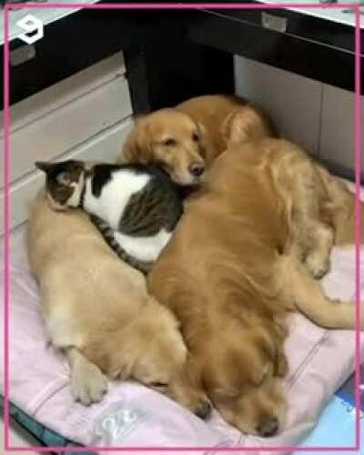 Let me go to the dog dimension