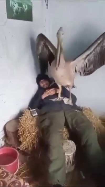 It's possibly the closest thing I've ever heard to a dinosaur sound.