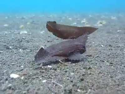 🔥 A pair of cockatoo waspfish mimicking dead leaf/seaweed drifting along on the sea bed
