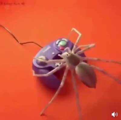 This spider has game.